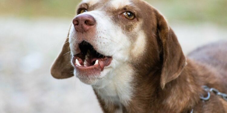 Quel sanction pour un chien qui aboie ?