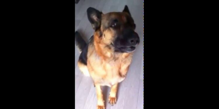 Quel sanction pour un chien qui aboie ?