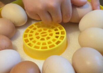 Quel sens œufs dans une couveuse ?