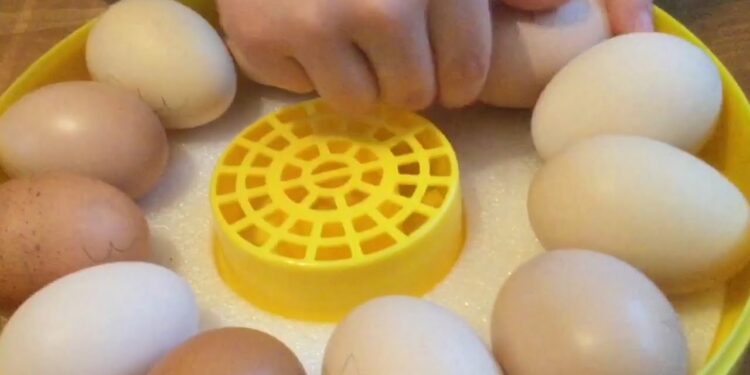 Quel sens œufs dans une couveuse ?