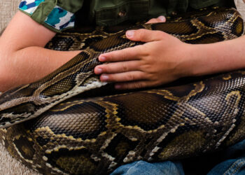 Quel serpent à la maison ?