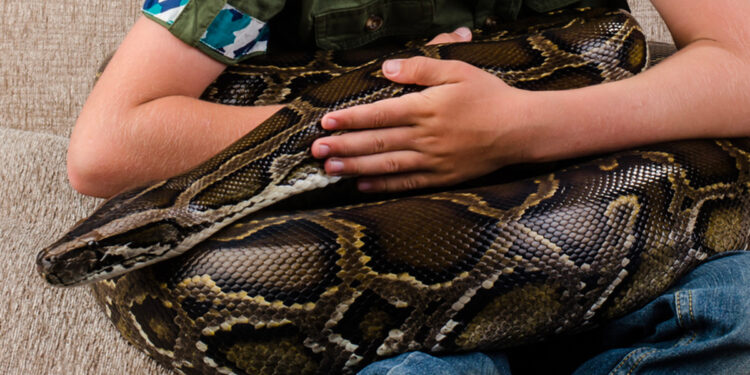 Quel serpent à la maison ?