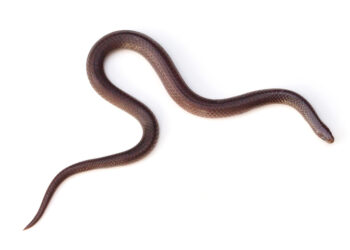 Quel serpent à la maison ?