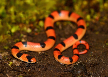 Quel serpent à la maison ?