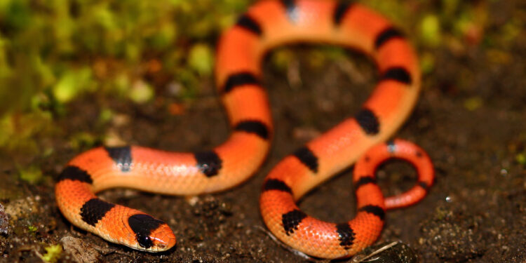 Quel serpent à la maison ?