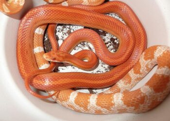 Quel serpent à la maison ?