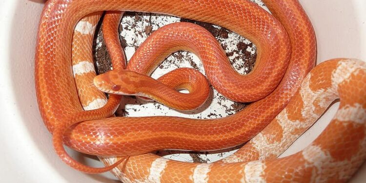 Quel serpent à la maison ?