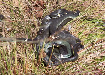 Quel serpent adopter en France ?