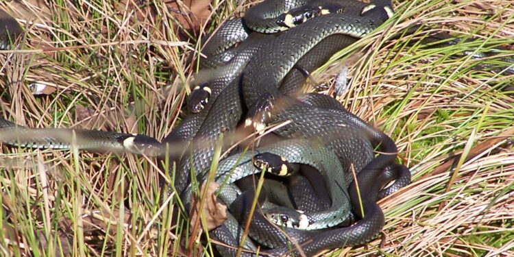 Quel serpent adopter en France ?