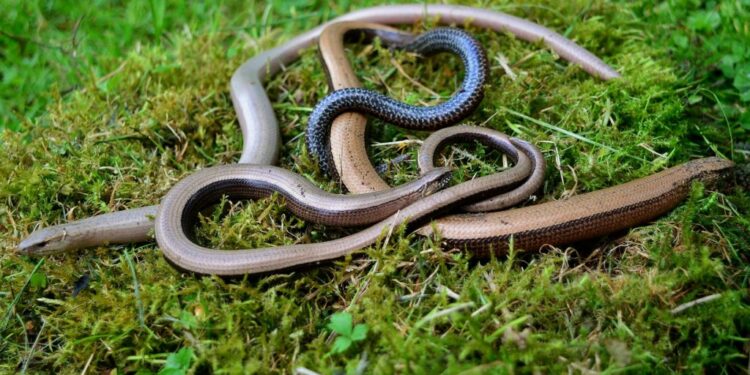 Quel serpent dans les jardins ?