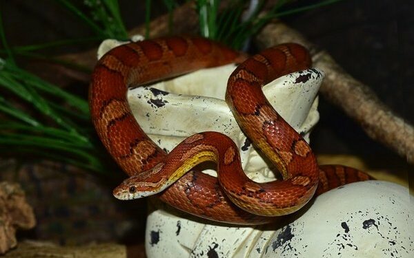 Quel serpent de compagnie ?