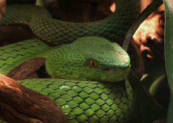 Quel serpent en Afrique ?