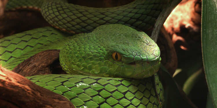 Quel serpent en Afrique ?