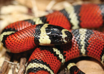 Quel serpent en animal de compagnie ?