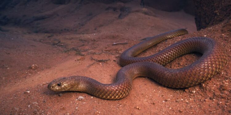 Quel serpent fait le plus de mort ?