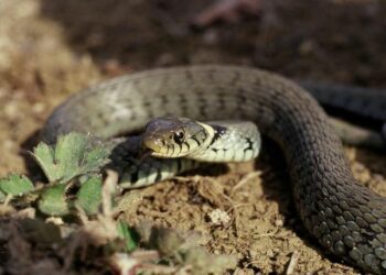 Quel serpent fait le plus de mort ?