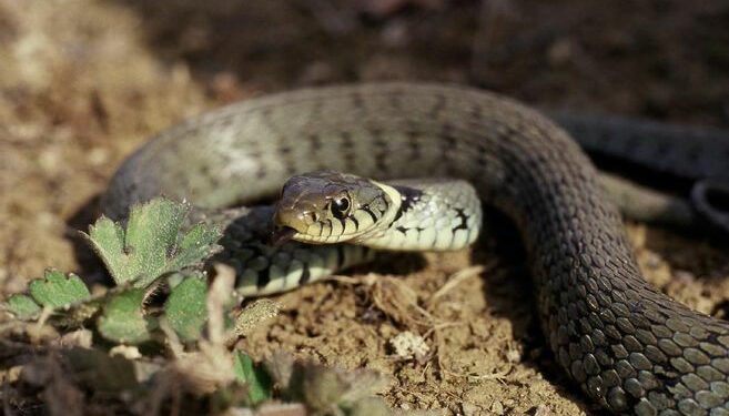 Quel serpent fait le plus de mort ?