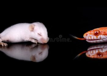 Quel serpent ne mange pas de souris ?