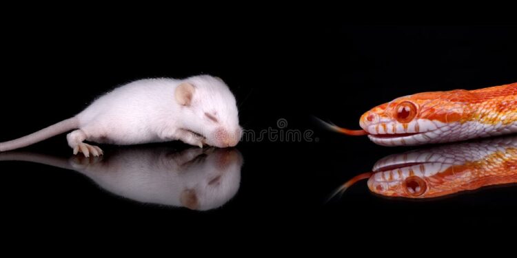 Quel serpent ne mange pas de souris ?