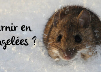 Quel serpent ne mange pas de souris ?