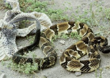 Quel serpent perd sa peau ?