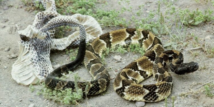 Quel serpent perd sa peau ?