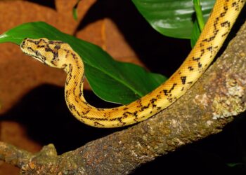 Quel serpent peut manger un homme ?