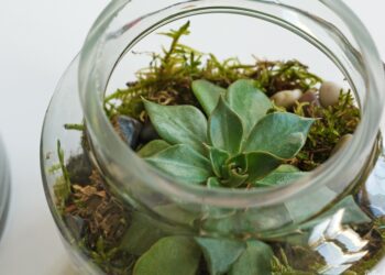 Quel serpent pour commencer ?