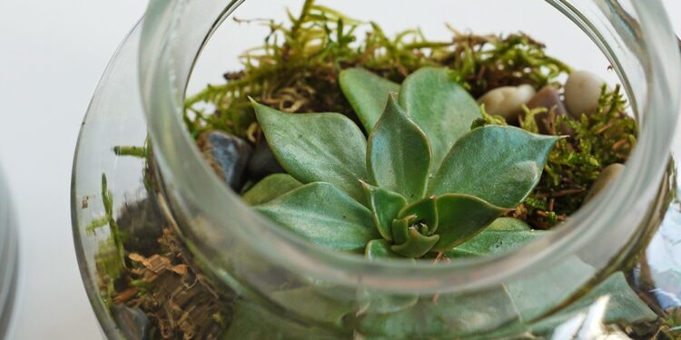 Quel serpent pour commencer ?