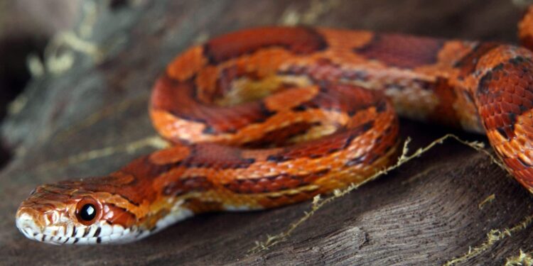 Quel serpent pour commencer ?