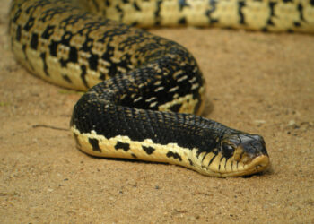 Quel serpent pour enfants ?