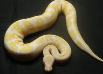 Quel serpent pour enfants ?