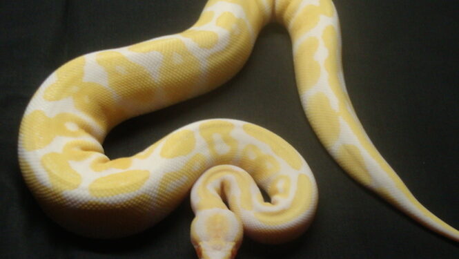 Quel serpent pour enfants ?