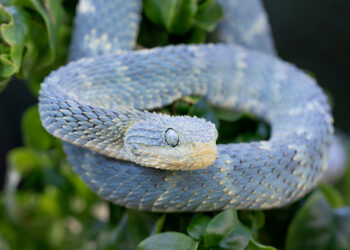 Quel serpent pour enfants ?