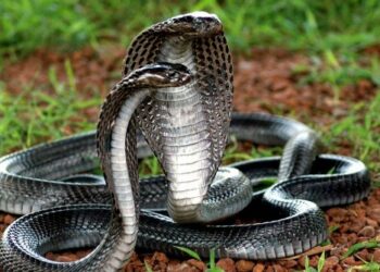 Quel serpent pour enfants ?