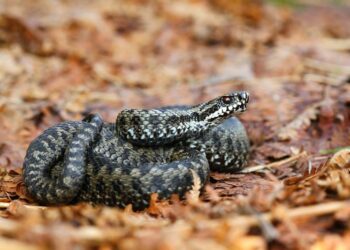 Quel serpent pour enfants ?