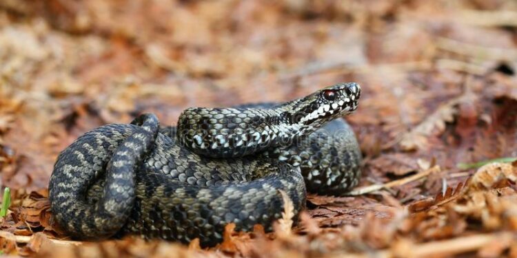 Quel serpent pour enfants ?