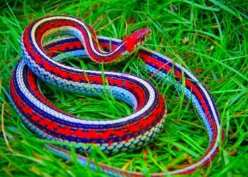 Quel serpent pour enfants ?