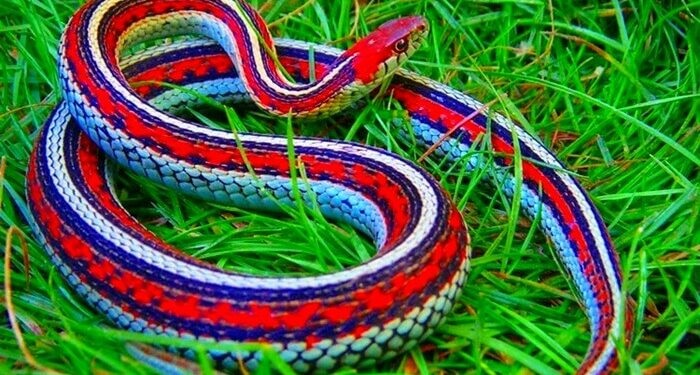 Quel serpent pour enfants ?