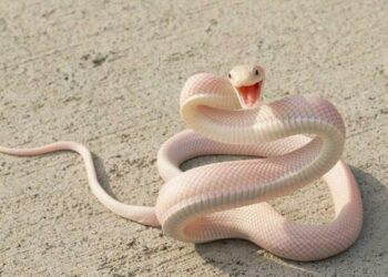 Quel serpent pour enfants ?