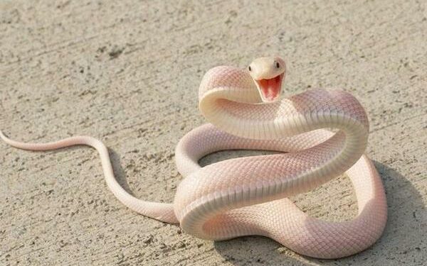 Quel serpent pour enfants ?