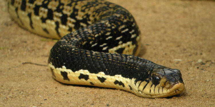 Quel serpent pour enfants ?