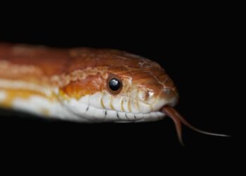 Quel serpent pour un débutant ?