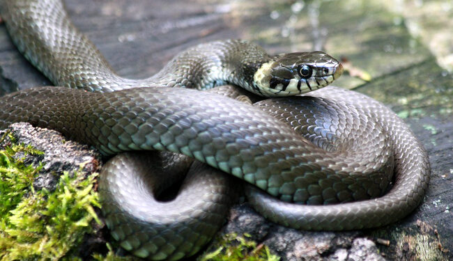 Quel serpent pour un débutant ?