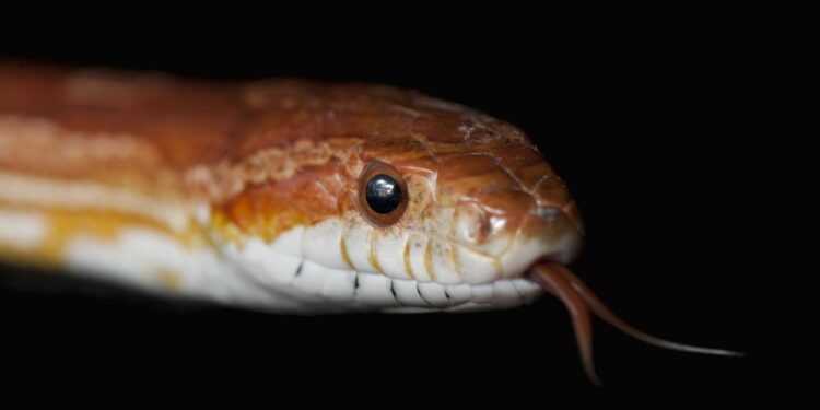 Quel serpent pour un débutant ?