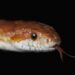 Quel serpent pour un débutant ?
