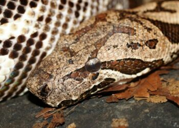 Quel serpent pour un débutant ?