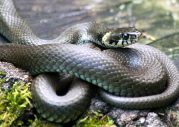 Quel serpent pour un débutant ?