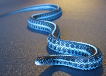 Quel serpent pour un débutant ?