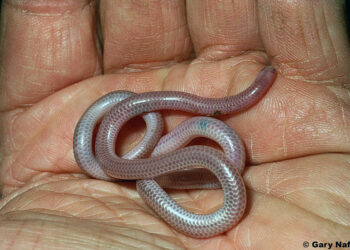 Quel serpent reste petit ?